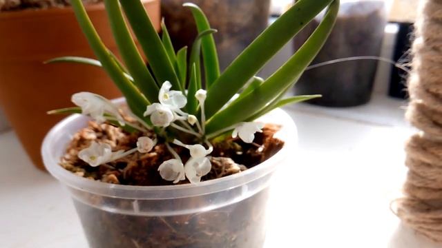 Обзор #Podangis_dactyloceras. #Подангис уход