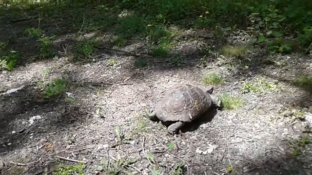Бегущая черепаха смотреть онлайн
