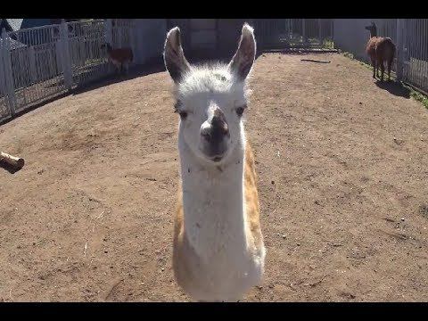 Ламы в Зоопарке Гродно Беларусь 2018 смотреть онлайн