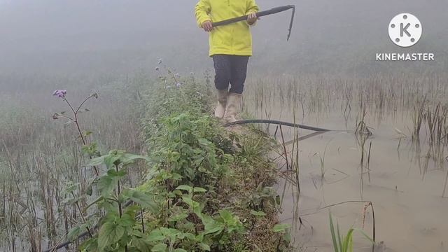 Full video. 10 days of harvesting banana flower shoots смотреть онлайн