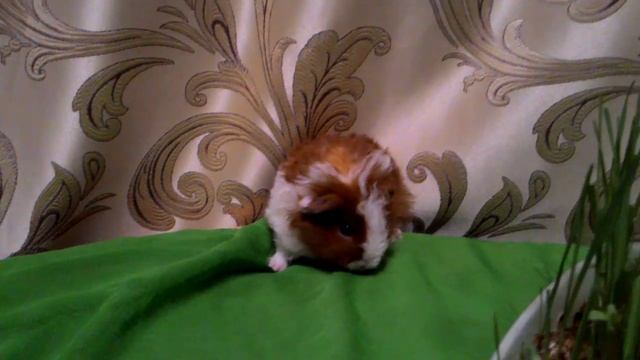 Продажа морских свинок из питомника "Маленькое чудо"! смотреть онлайн