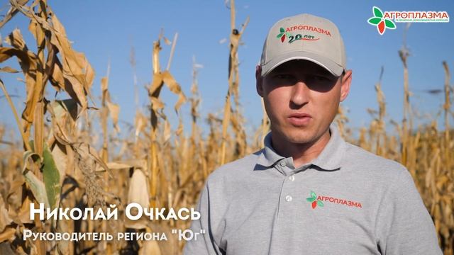СКАП 201 - Самый ранний гибрид в линейке компании «АГРОПЛАЗМА». смотреть онлайн
