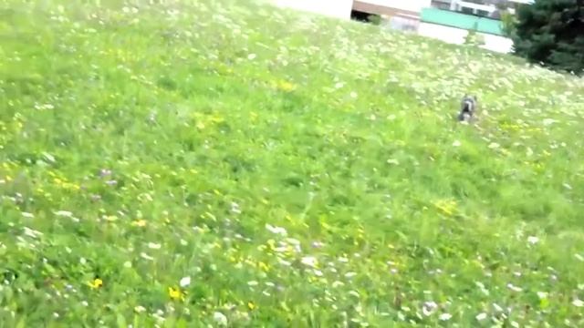 дрессировка питбулей! смотреть онлайн