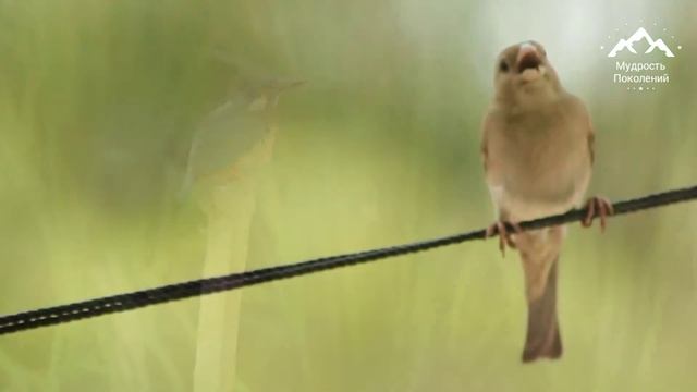 Притча о птичке| Истории из жизни| Новые знания #притчи смотреть онлайн