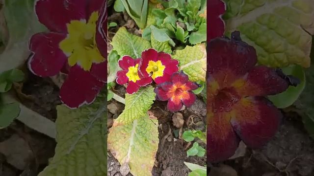 Мир Примул (Primrose World). Примула набирает красоту! 12 марта 2023 года. КМВ. смотреть онлайн