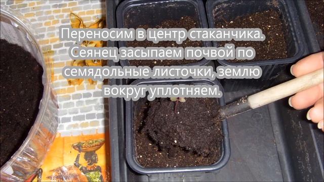 Пикировка декоративной капусты (№2). смотреть онлайн