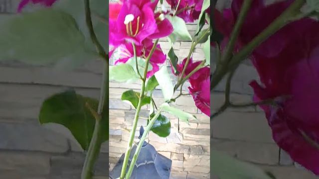Бугенвиллия. Холодный фарфор смотреть онлайн