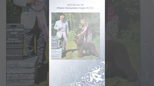 Irish Water Spaniel Top Ten 2019 смотреть онлайн