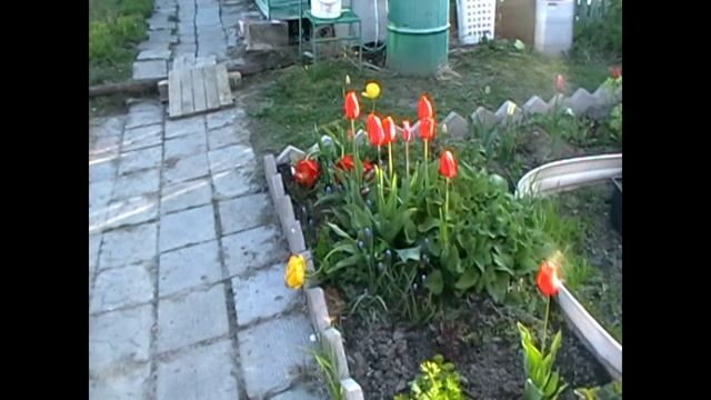 Мой сад в мае! смотреть онлайн