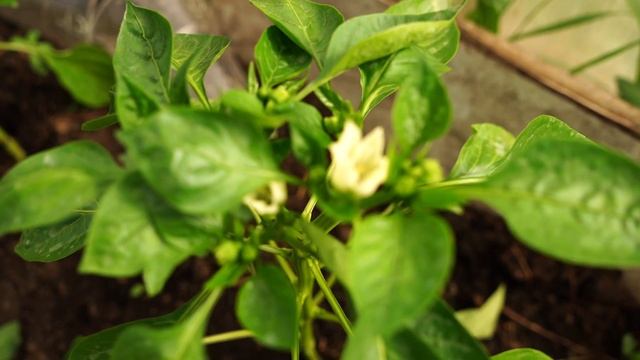 Большой урожай перца. Как формировать перец . смотреть онлайн