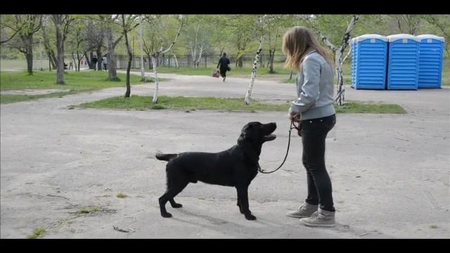 Хендлинг лабрадора смотреть онлайн