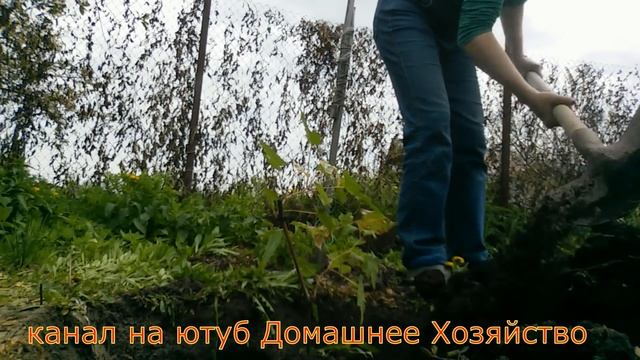 Как вырастить Виноград в Сибири смотреть онлайн
