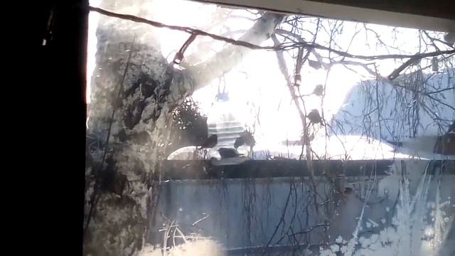 Воробьи бьются за еду в кормушке смотреть онлайн