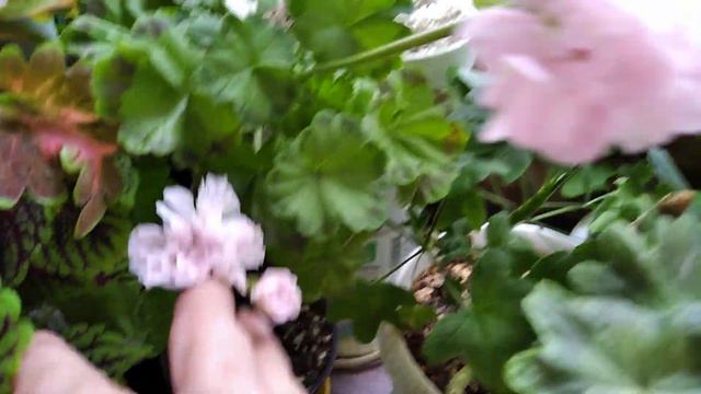 Пеларгонии 01.07.23 смотреть онлайн
