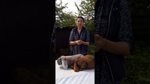 Вес 2-месячных крольчат породы французский баран//Немного про переезд в деревню смотреть онлайн