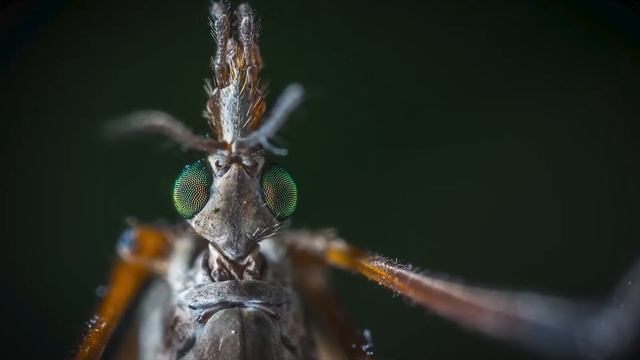 10 Укусов Насекомых, Как Их Распознать? смотреть онлайн