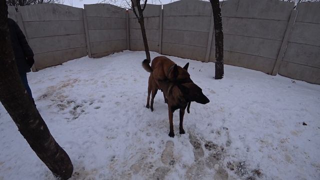 Malinois Wedding. Knitting Dogs Breed Belgian Shepherd.