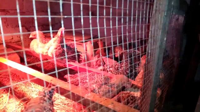 Зимний перевод цыплят из брудера в курятник.Эксперимент.Вывод цыплят в зиму. смотреть онлайн