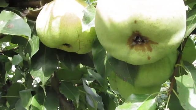 Помогите определить сорт груши смотреть онлайн