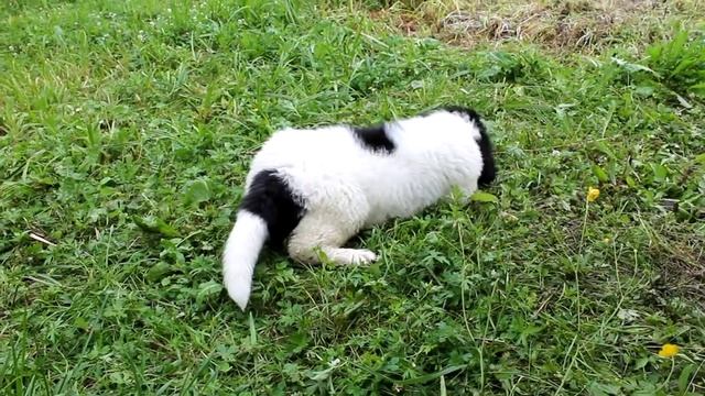 Август 2015 года - ландсир Умка осваивается во дворе. смотреть онлайн