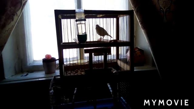 Клип «Дружба канареек»,исполняют Лимон и Софи. смотреть онлайн