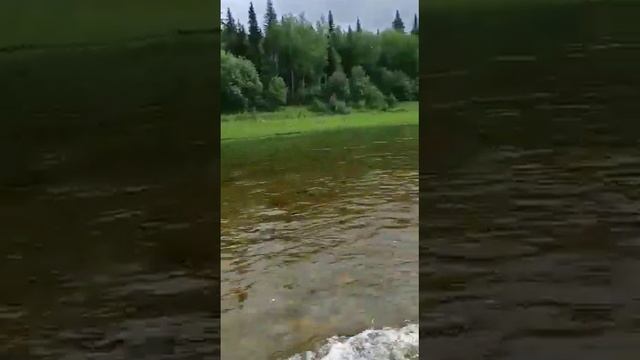 "Уралочка"на Урале. Мотор 9.8л.с.,загружена примерно на 500кг, на92км расход топлива 24л.8900974001 смотреть онлайн
