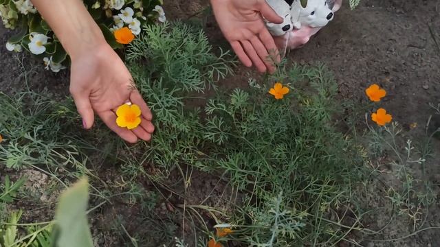 ТОП-10 Цветы самосевы. Самые неприхотливые цветы смотреть онлайн