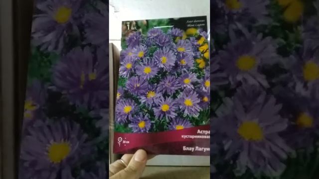 Астра кустарниковая, приход весна 2019 смотреть онлайн