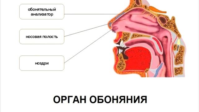 § 17 Органы осязания, обоняния, вкуса смотреть онлайн