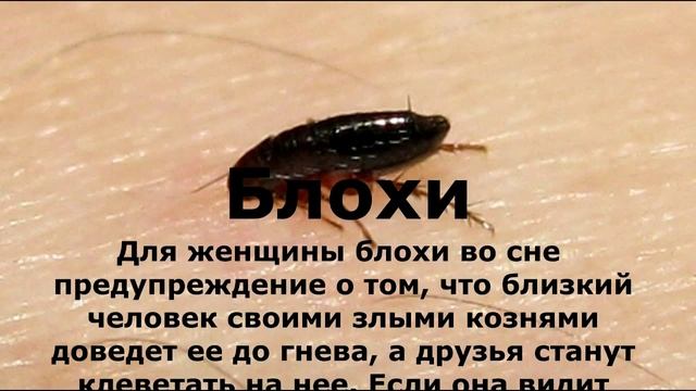 Если Вам приснились БЛОХИ. Сонник Миллера смотреть онлайн