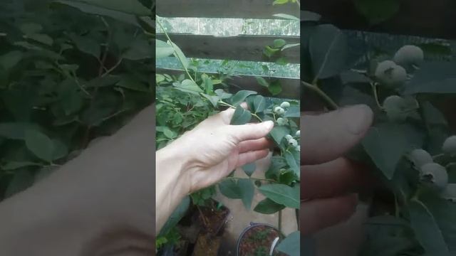 Голубика Чандлер 3-4 года, 5 литров смотреть онлайн