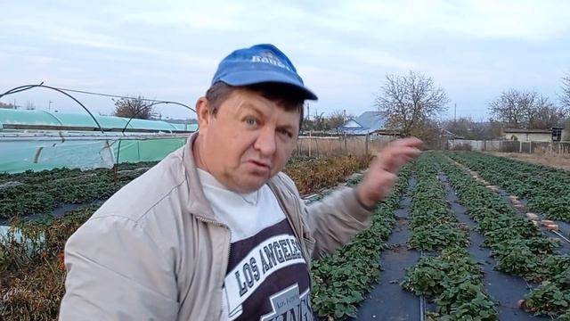 Клубника🍓 1 ноября смотреть онлайн