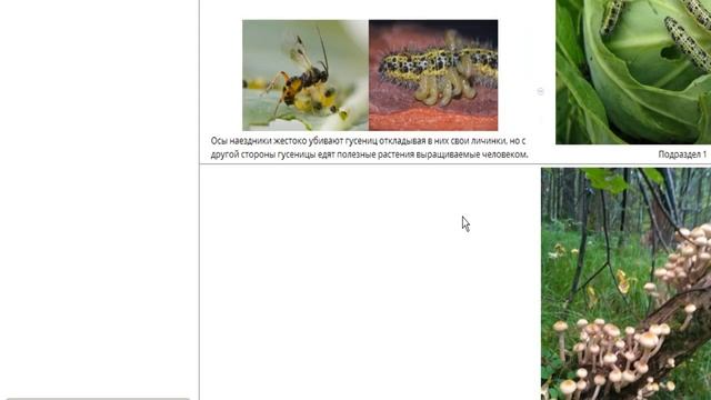 Всё что нужно знать о паразитизме