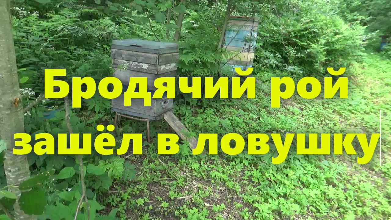 Улей, пчелосемьи и работа на пасеке: осмотр пчёл и их роение. Рой заселился в ловушку. смотреть онлайн