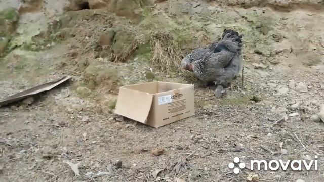 Светлый, Лаванда, Изабелла Брама товуқлар смотреть онлайн