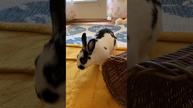 А у вас есть новая корзинка? ??? смотреть онлайн