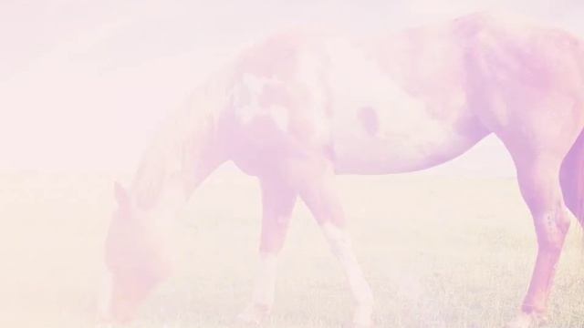 Красивые картинки с лошадками.? смотреть онлайн