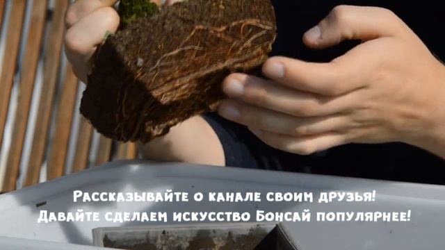 Формирование Бонсай. Как правильно формировать Бонсай смотреть онлайн