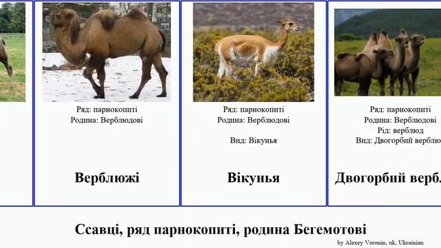 Ссавці, ряд парнокопиті, родина Бегемотові mammal верблюд Лама Artiodactyla Shasta Альпака Trinity смотреть онлайн