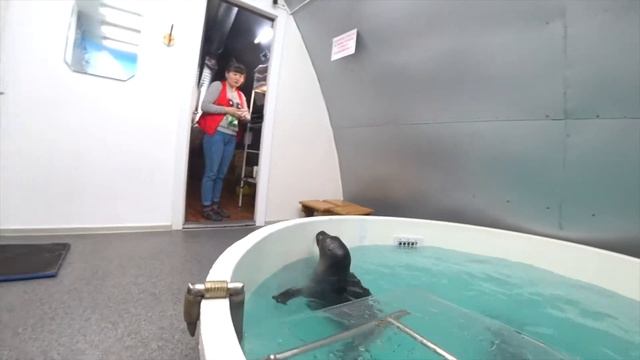 БАЙКАЛЬСКАЯ НЕРПА ЭНДЕМИК За кулисами нерпинария.