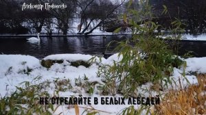 Не стреляйте в белых лебедей