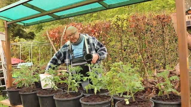 Томат.Помидор.Рассада. смотреть онлайн