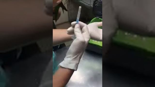 Как сделать укол птице смотреть онлайн