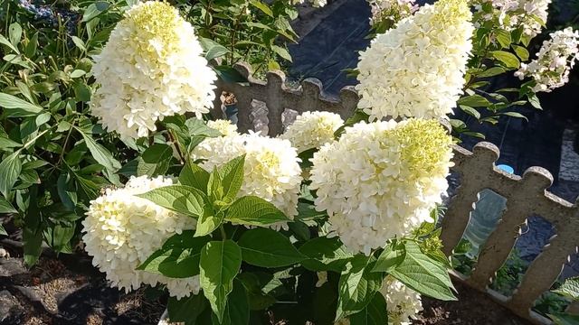 Гортензия Скайфолл. смотреть онлайн