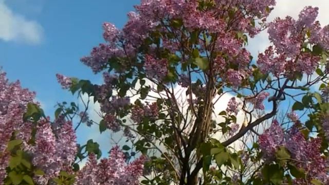 Весна Прекрасна.wmv смотреть онлайн