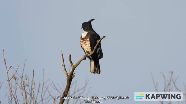 Black Baza @ Chiu S C DSCN4211 смотреть онлайн