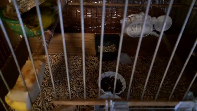 Часть 2.. Процесс разведения канареек. смотреть онлайн