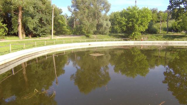 ворона голуби утёнки