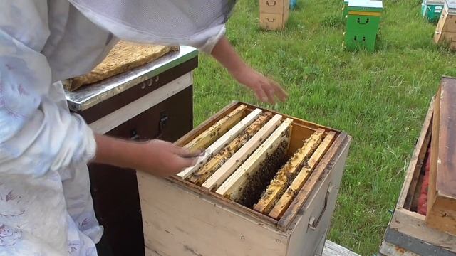 Расширение гнезда в многокорпусном улье.Наращивание пчелы в десяти рамочном улье на три корпуса . смотреть онлайн
