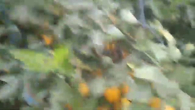 01.12.2022 Лимон териш жараёни